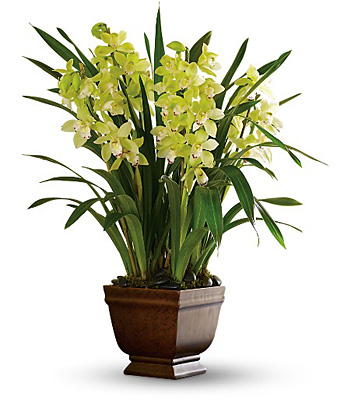 Teleflora's Splendid Orchids